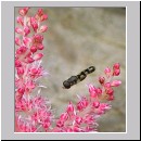 Syritta pipiens - Gemeine Keulenschwebfliege m08.jpg